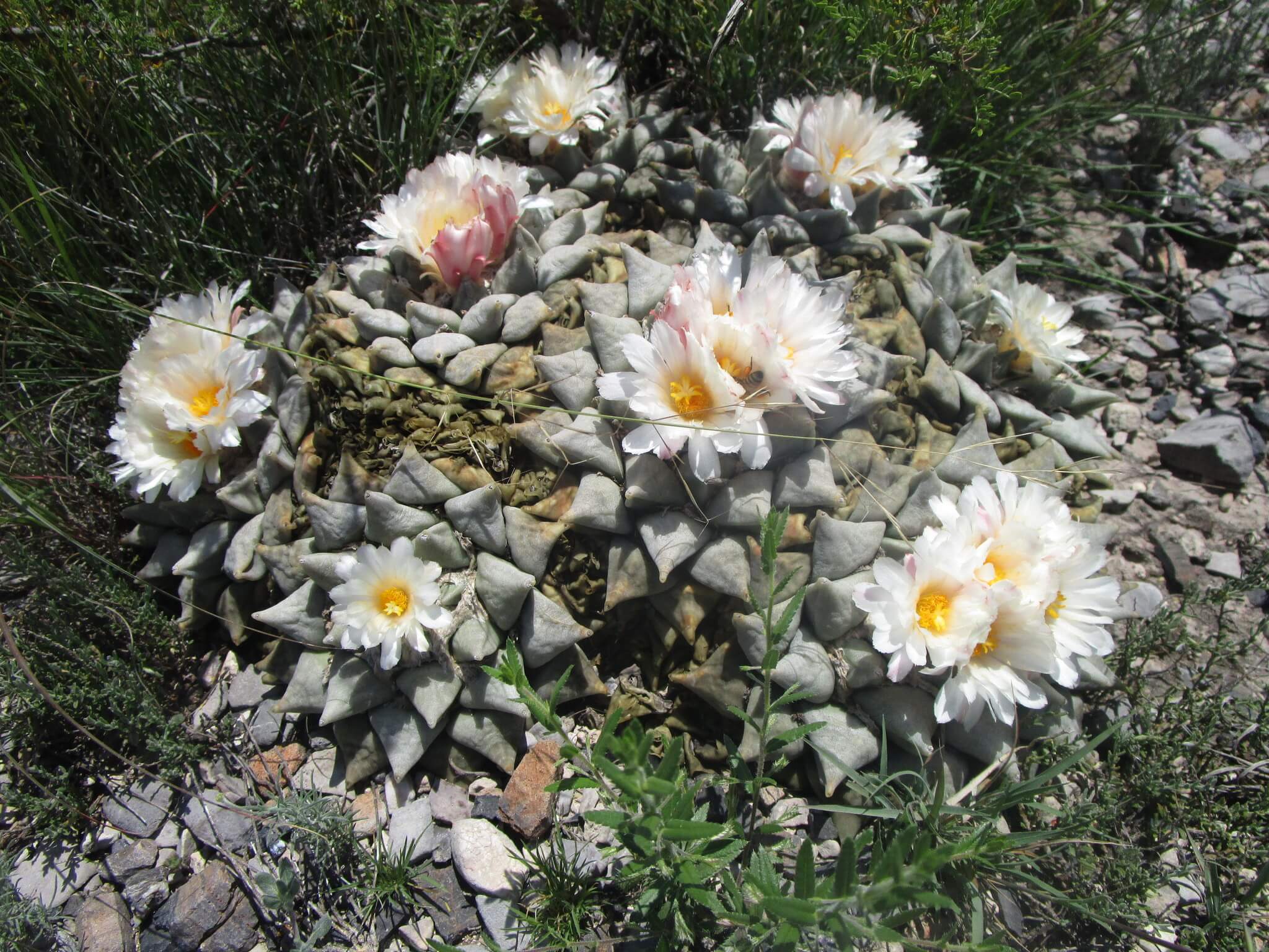 Ariocarpus retusus